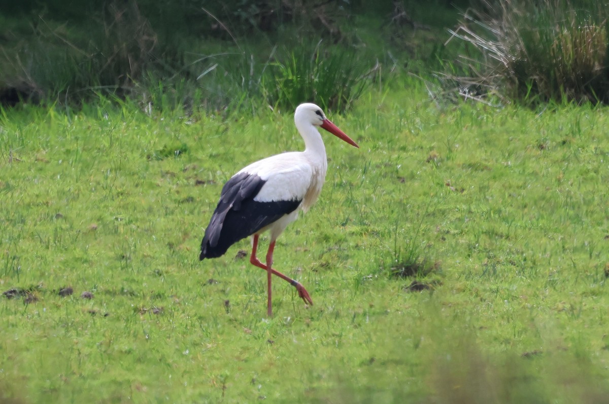 White Stork - Alan Bird