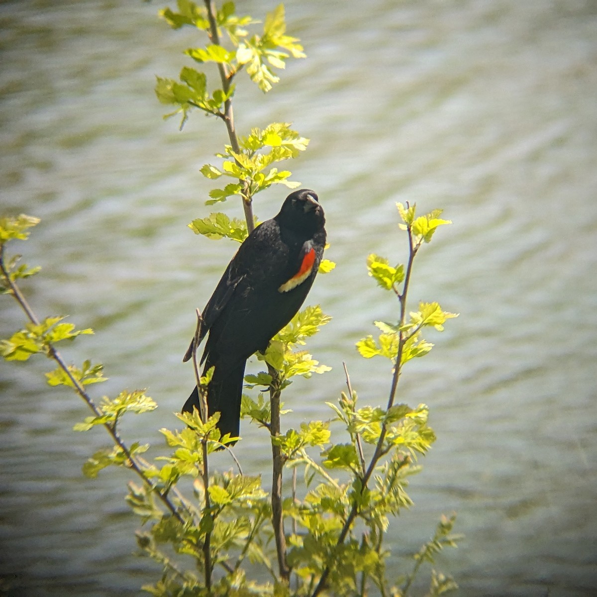 Red-winged Blackbird - Alexander Campos Quiros