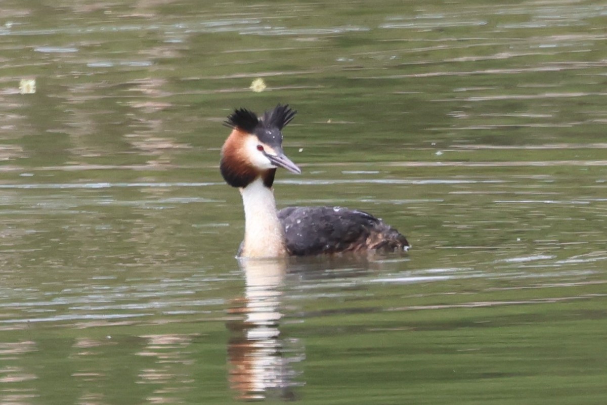 Great Crested Grebe - ML618087296