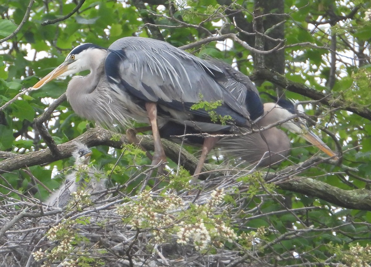 Great Blue Heron - ML618087308