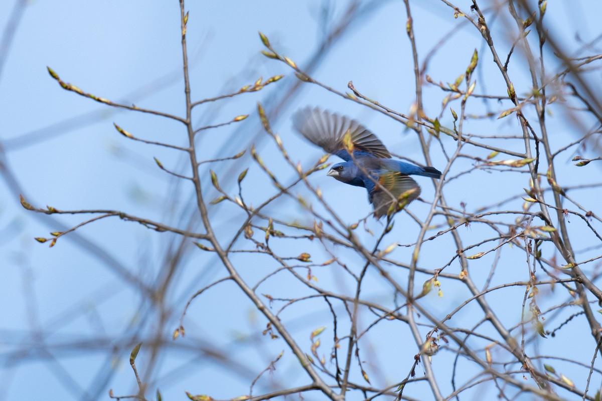 Blue Grosbeak - Jeff Harvey