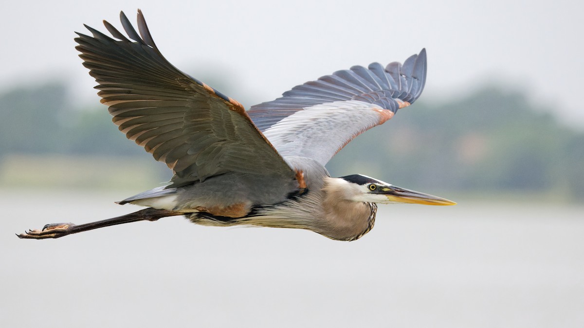 Great Blue Heron - ML618087329