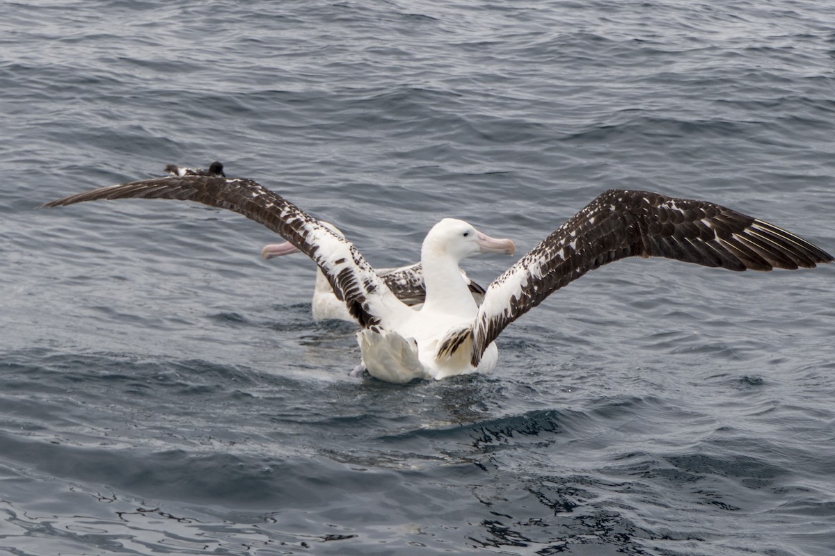 Albatros des Antipodes (gibsoni) - ML618087331