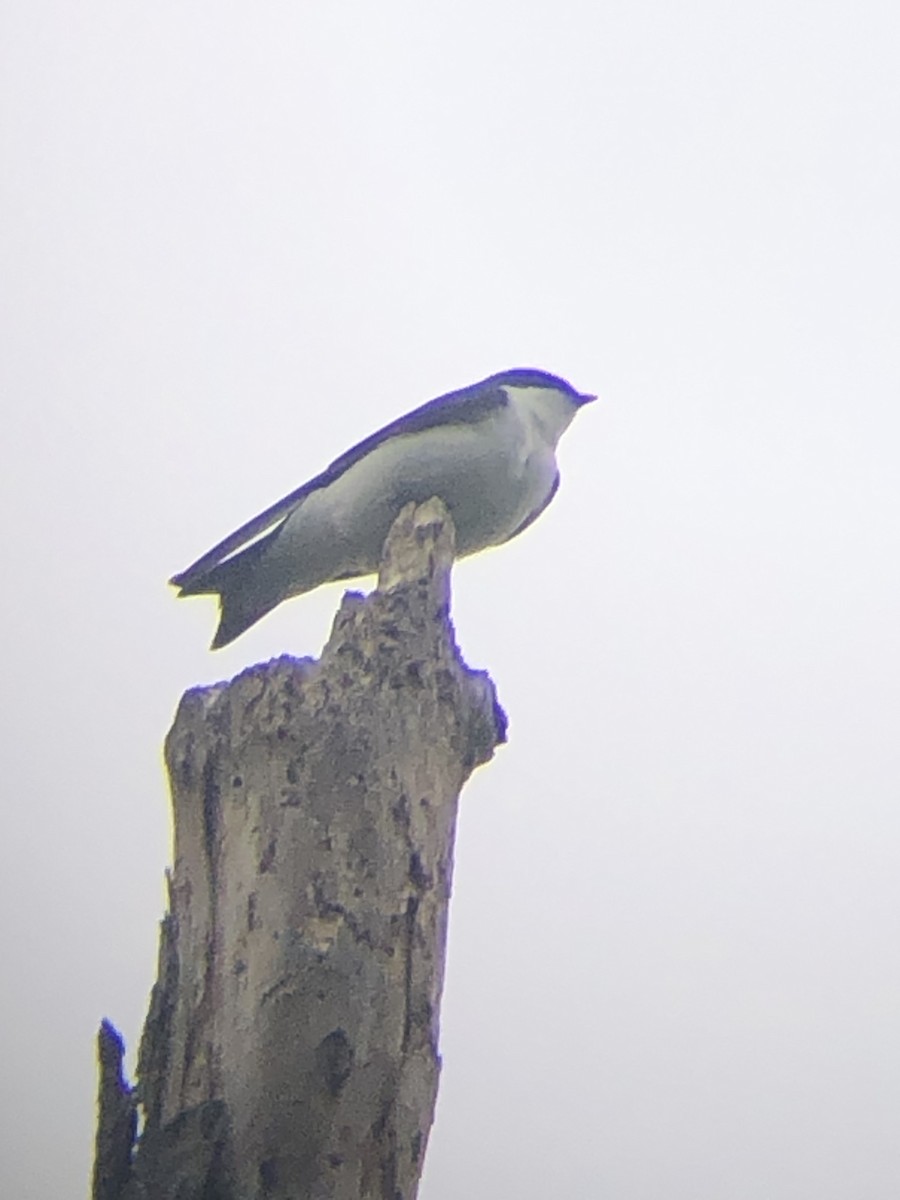 Tree Swallow - Nicholas Renz