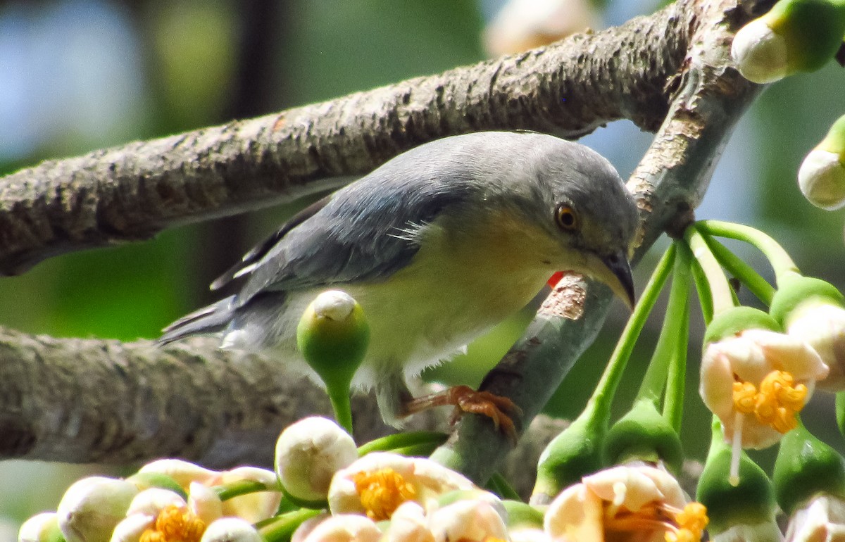 Hooded Tanager - ML618087341