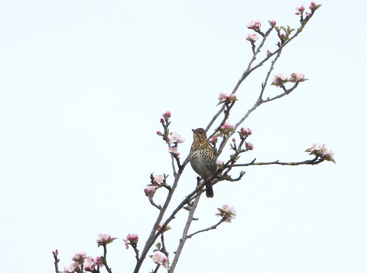 Song Thrush - Stephen Matthews