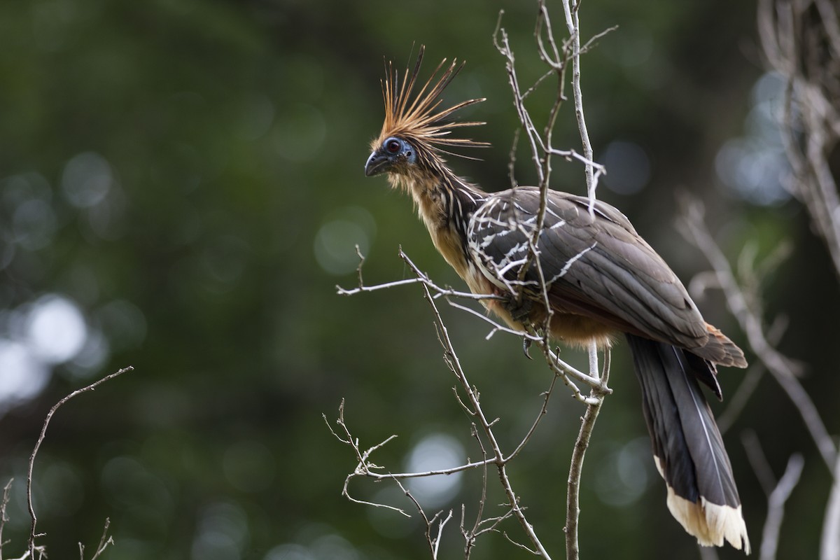 Hoatzin - javier  mesa