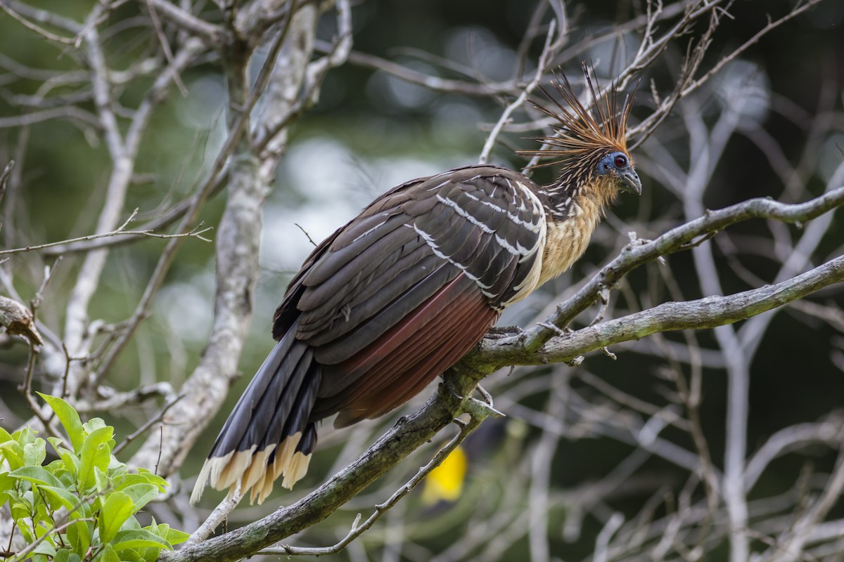 Hoatzin - javier  mesa