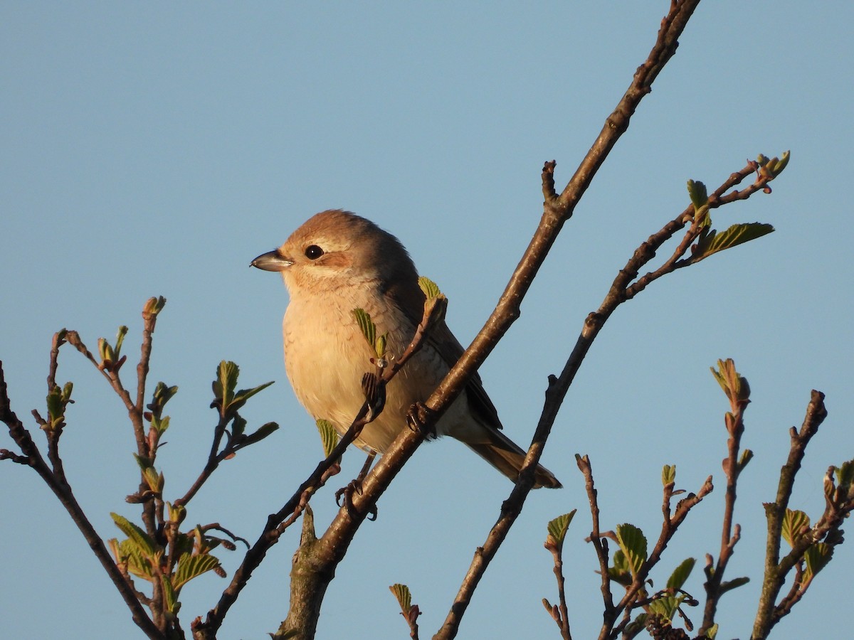 Red-backed Shrike - ML618087357