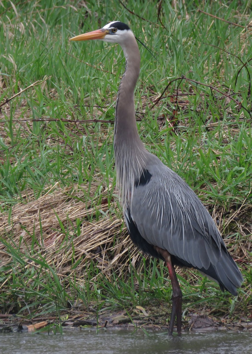 Great Blue Heron - Thomas Schultz