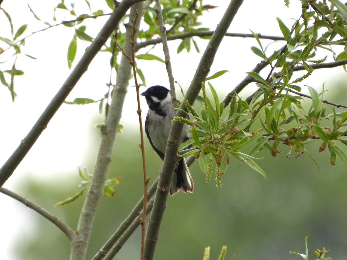 Reed Bunting - ML618087381