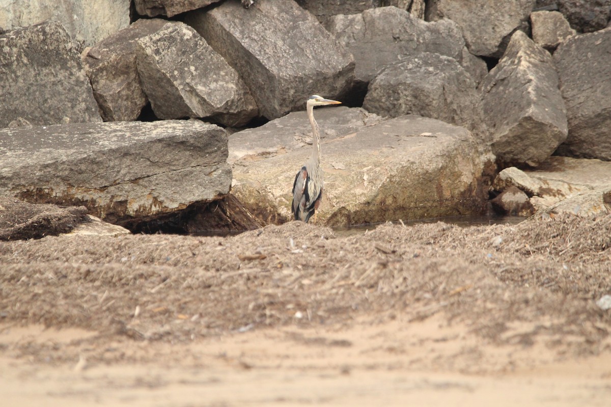 Great Blue Heron - Corey Wagner