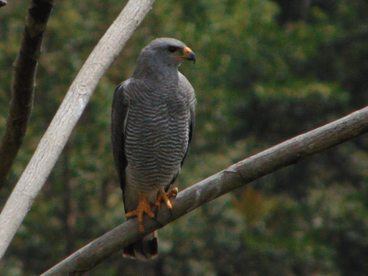 Gray Hawk - Rafael Bonilla Mata