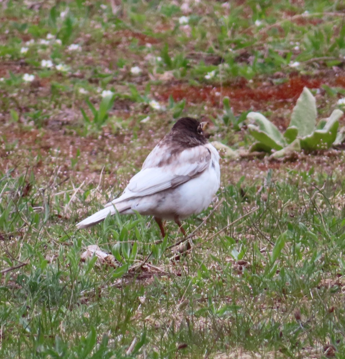 American Robin - ML618087416