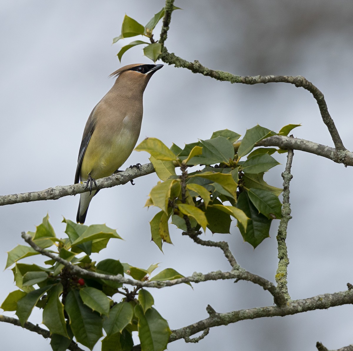 Cedar Waxwing - Kim  Garrison