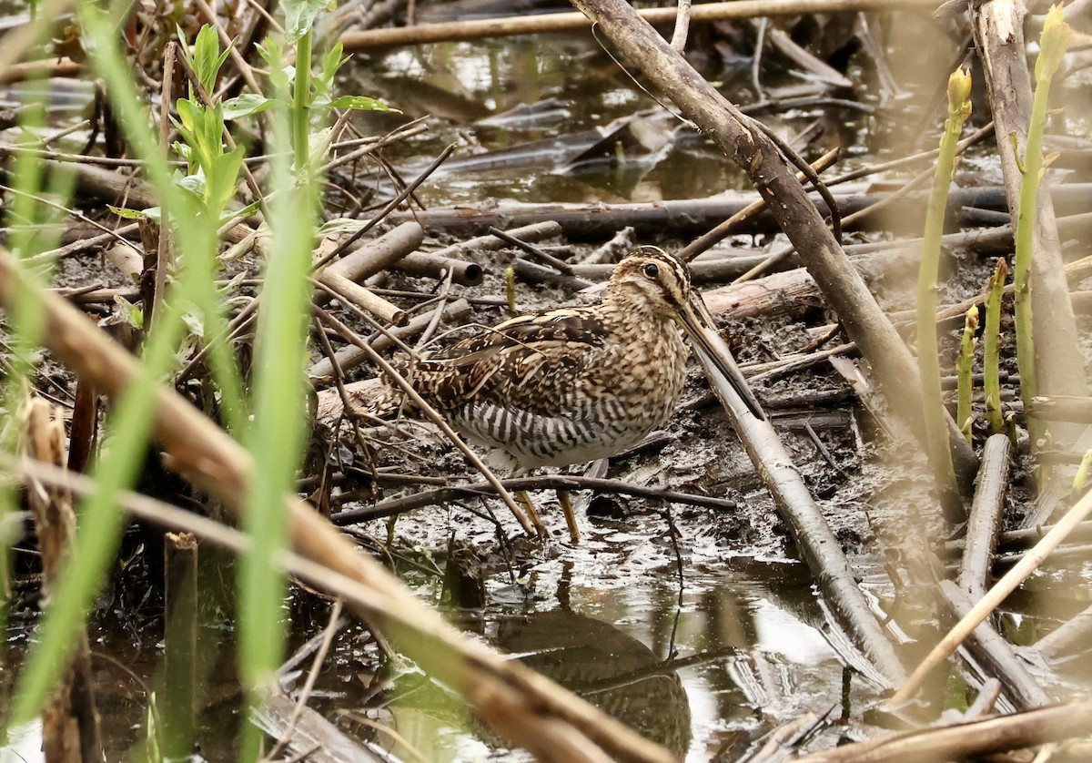 Wilson's Snipe - Rand Quinn