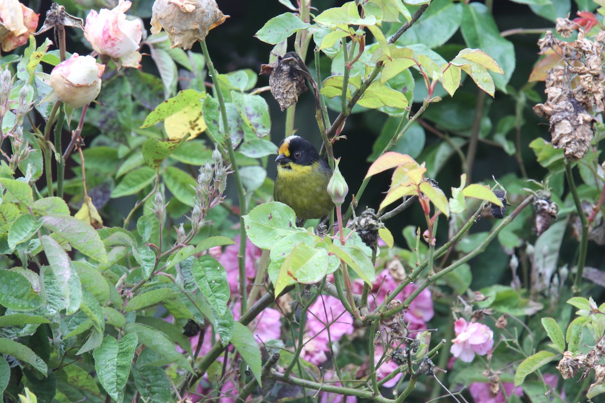 Yellow-breasted Brushfinch (Yellow-breasted) - Desmond Allen