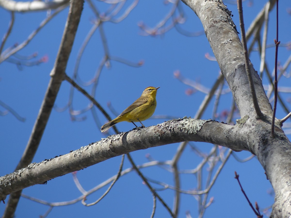 Palm Warbler - ML618087478