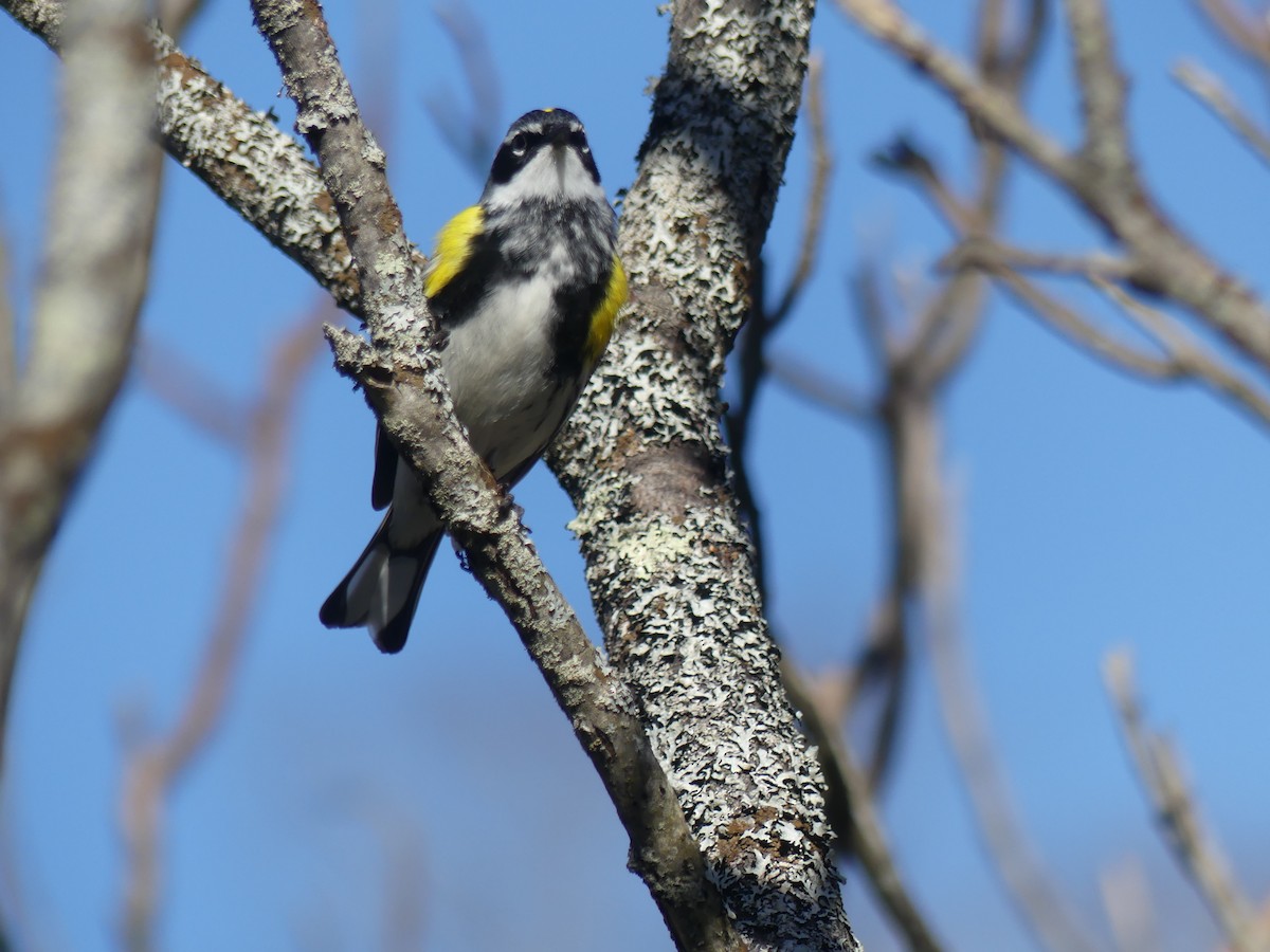 Yellow-rumped Warbler - ML618087489