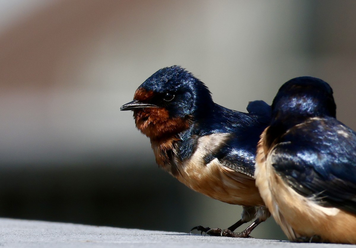 Barn Swallow - Rand Quinn