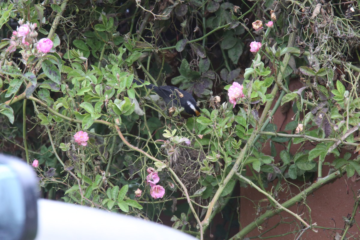 Yellow-breasted Brushfinch (Yellow-breasted) - ML618087495