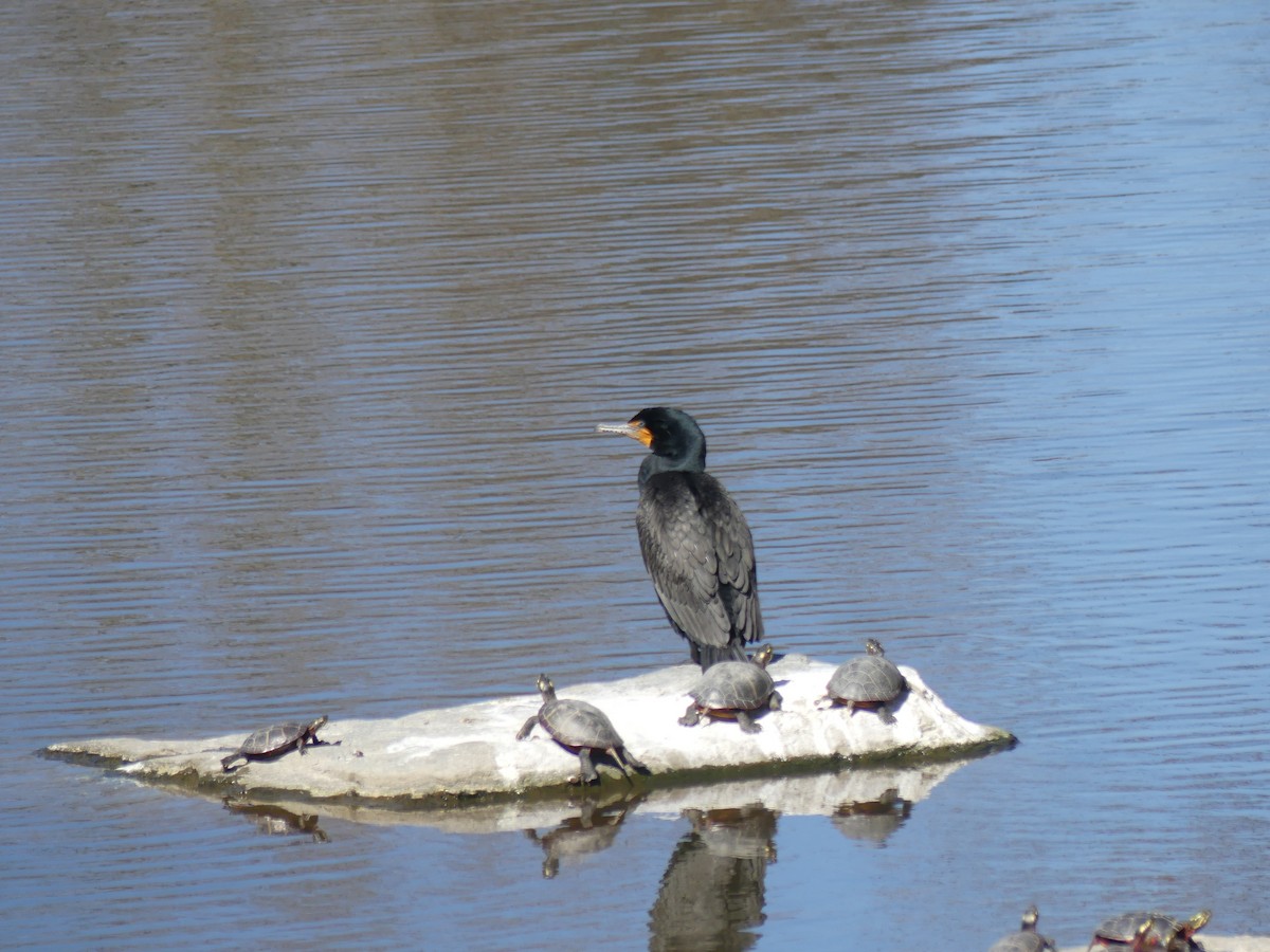 Double-crested Cormorant - ML618087512