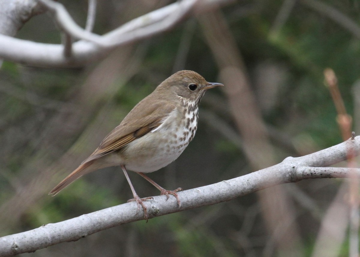 Hermit Thrush - Thomas Biteau