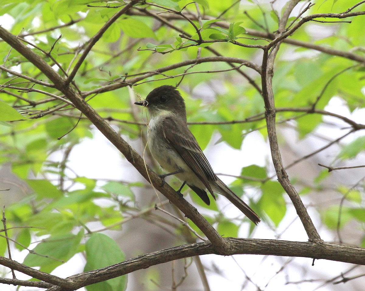 Eastern Phoebe - Becky Harbison