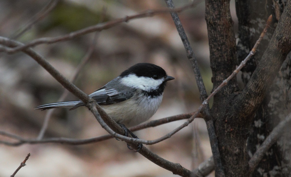 Black-capped Chickadee - Thomas Biteau