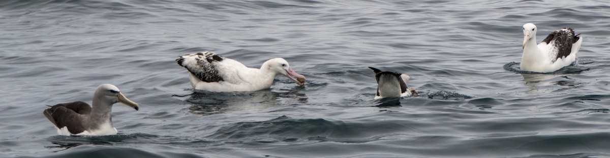 Antipodean Albatross (Gibson's) - Andrew Smith