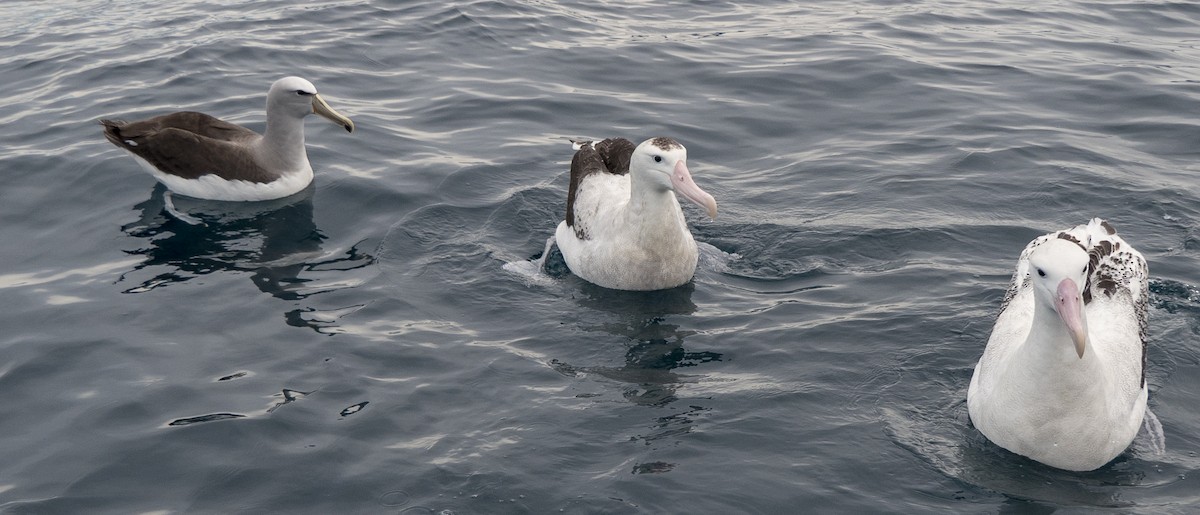 Antipodean Albatross (Gibson's) - Andrew Smith