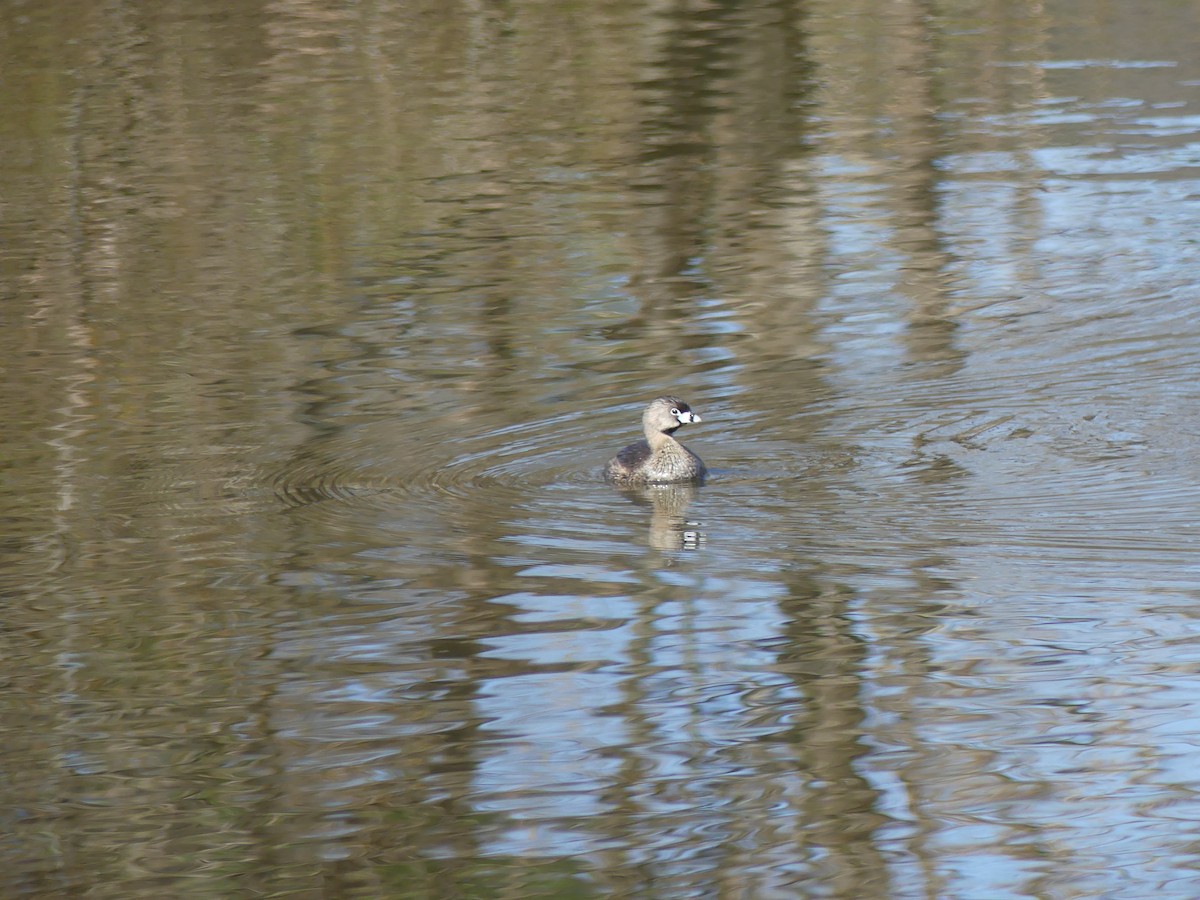 Pied-billed Grebe - ML618087555
