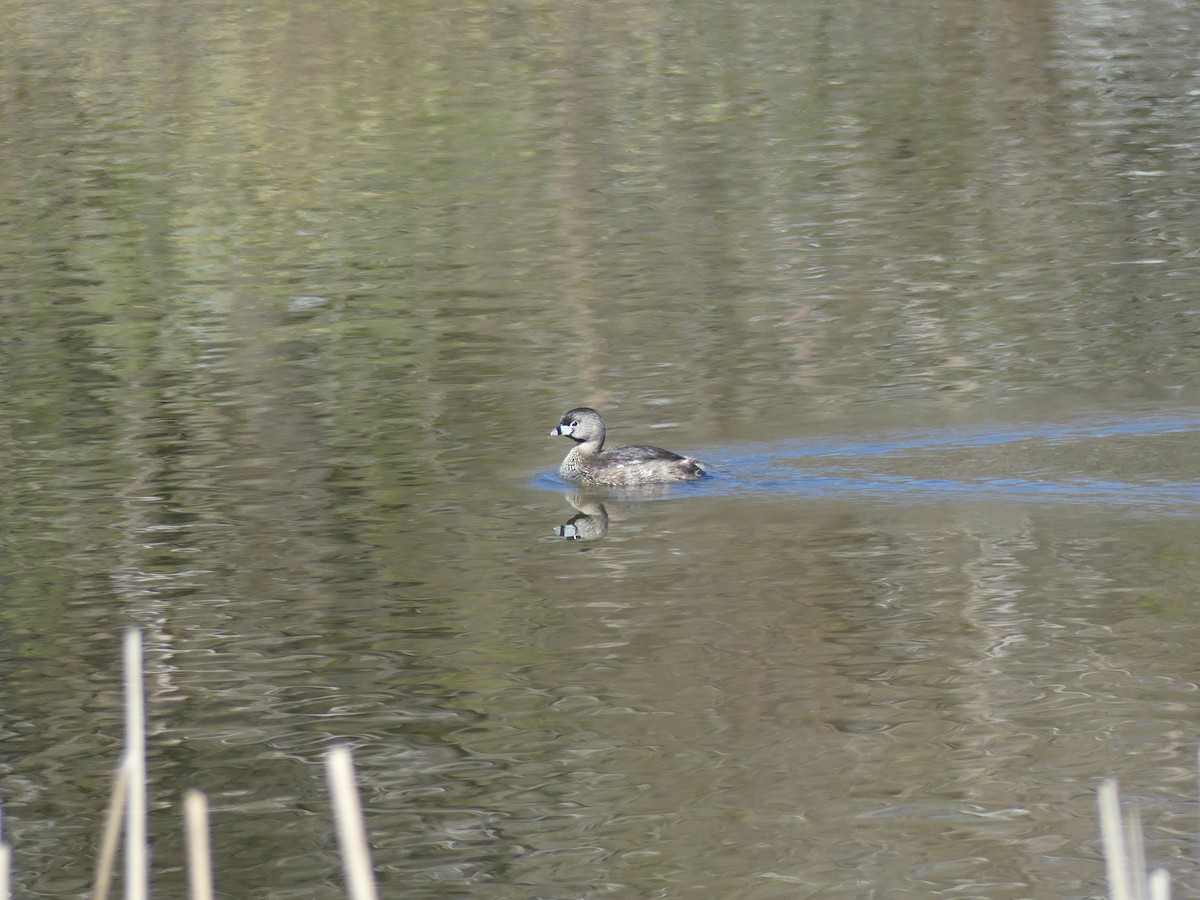 Pied-billed Grebe - ML618087556