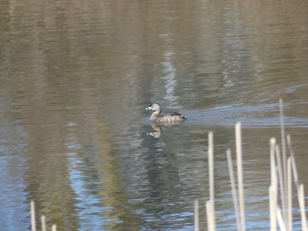 Pied-billed Grebe - ML618087557