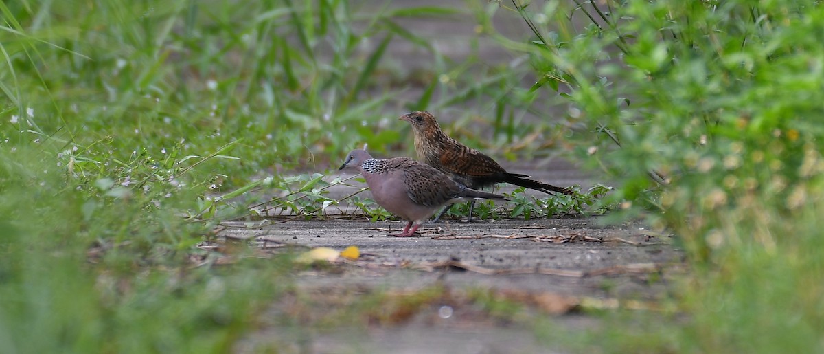 Lesser Coucal - ML618087595