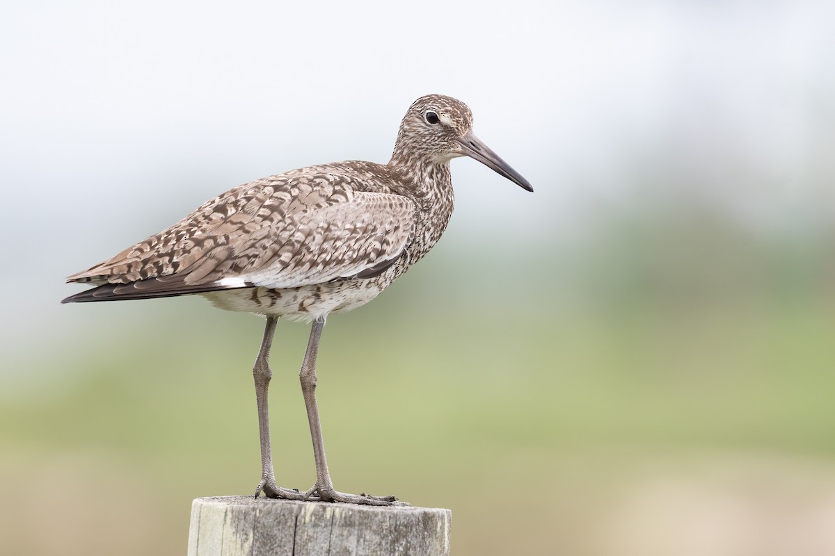 Willet (Eastern) - ML618087606