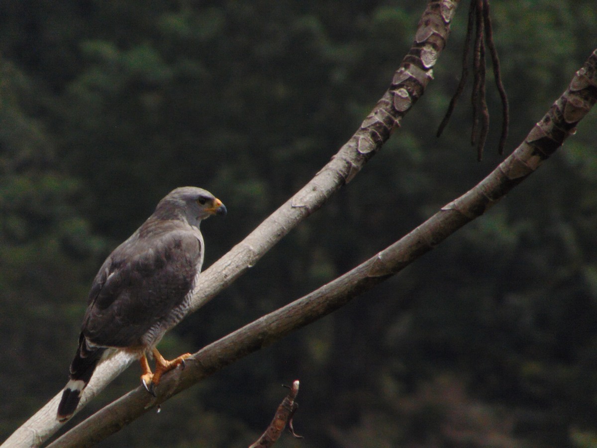 Gray Hawk - Rafael Bonilla Mata