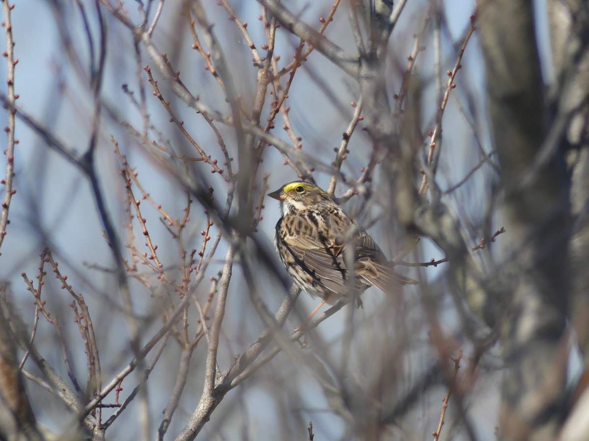 稀樹草鵐 - ML618087619