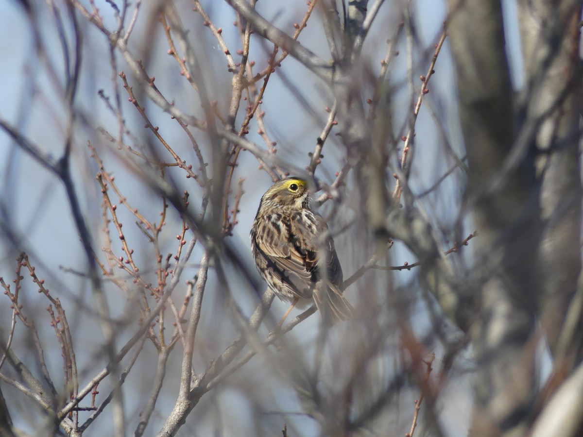 稀樹草鵐 - ML618087620