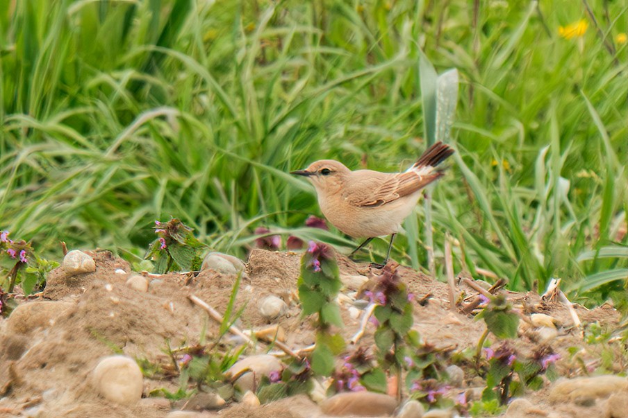 Isabelline Wheatear - ML618087627