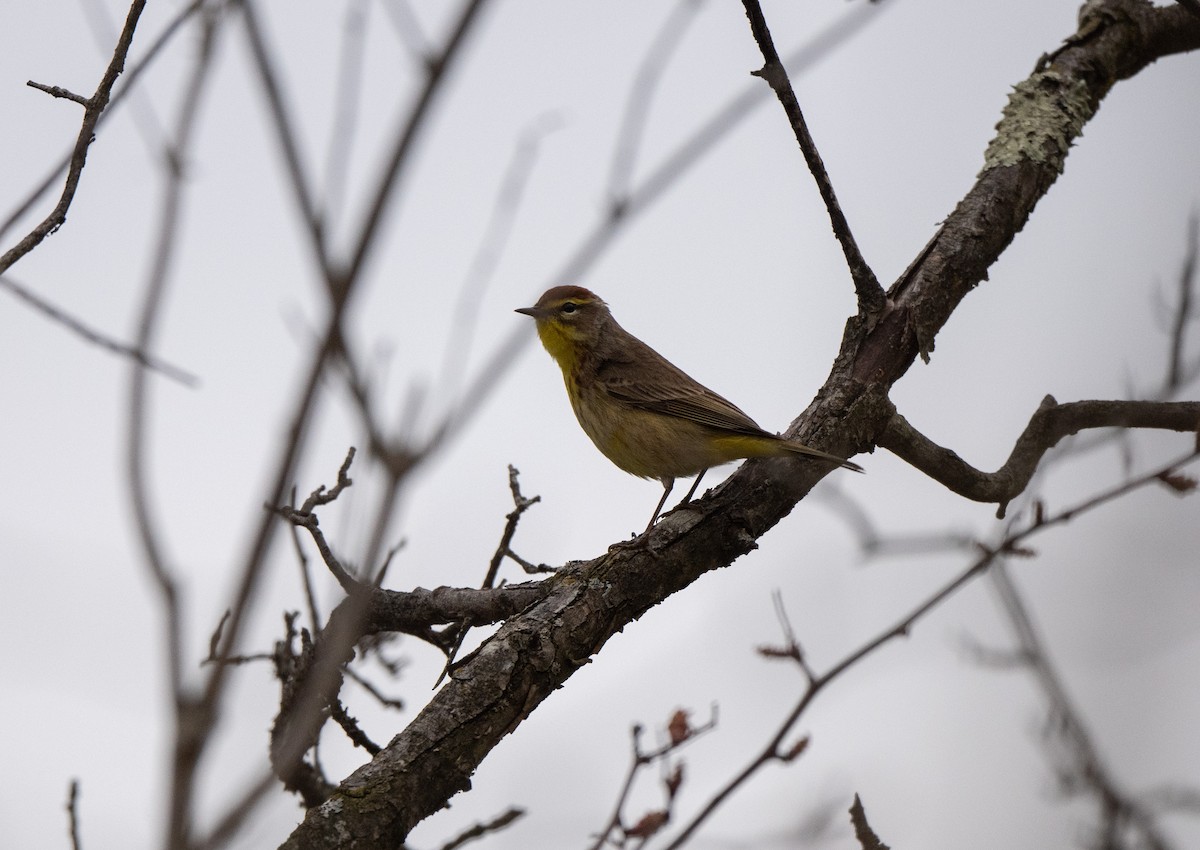 Palm Warbler (Western) - ML618087644