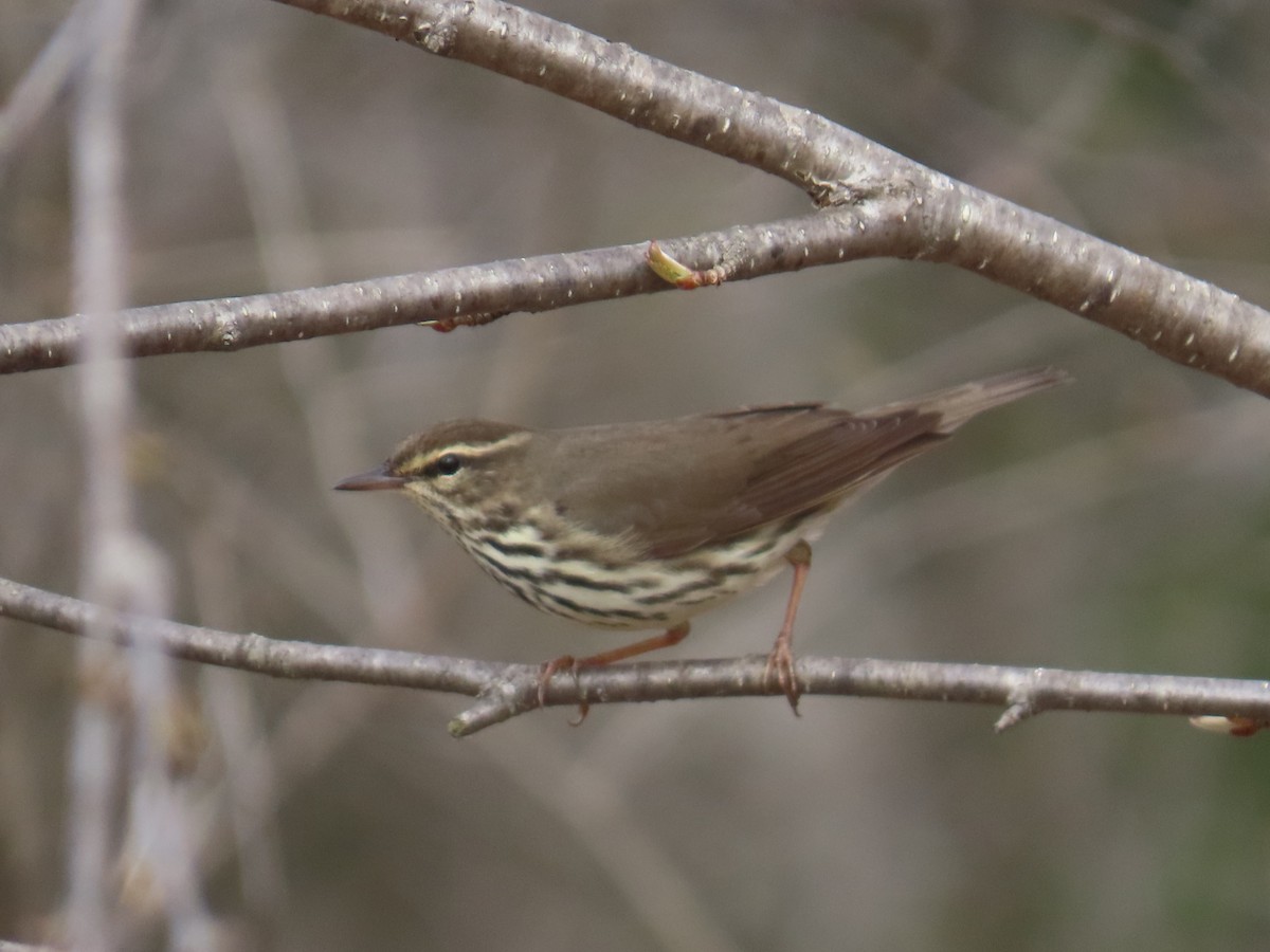 Northern Waterthrush - Carter Dorscht