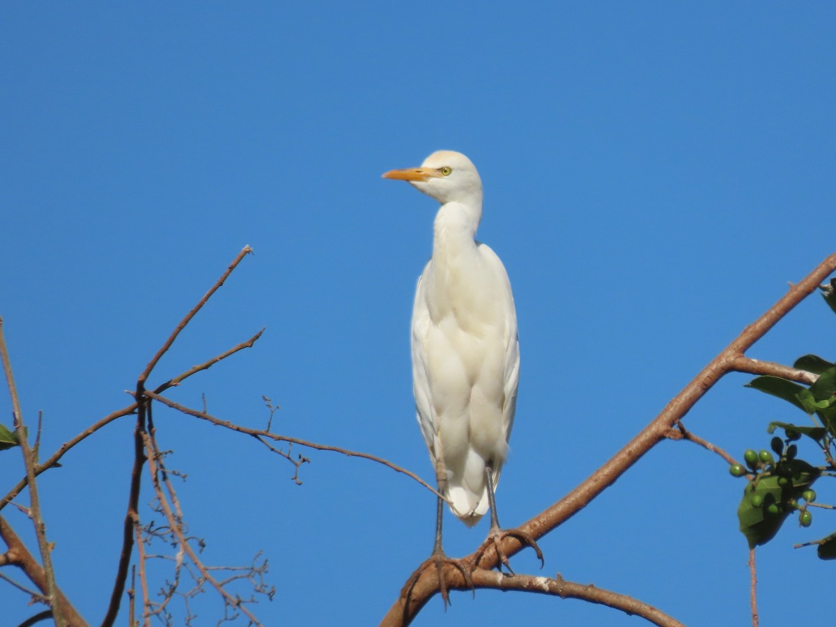 Western Cattle Egret - Márcio Alves Cardoso