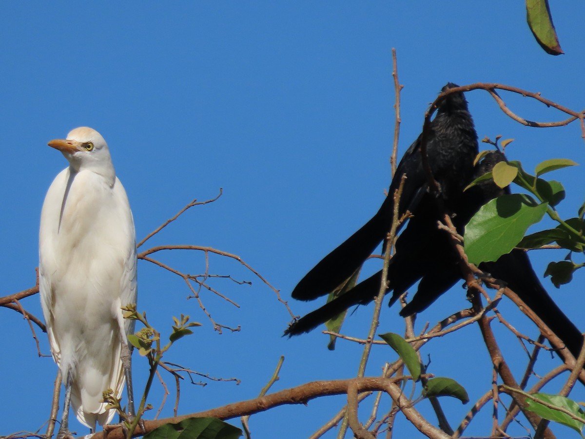 Western Cattle Egret - Márcio Alves Cardoso