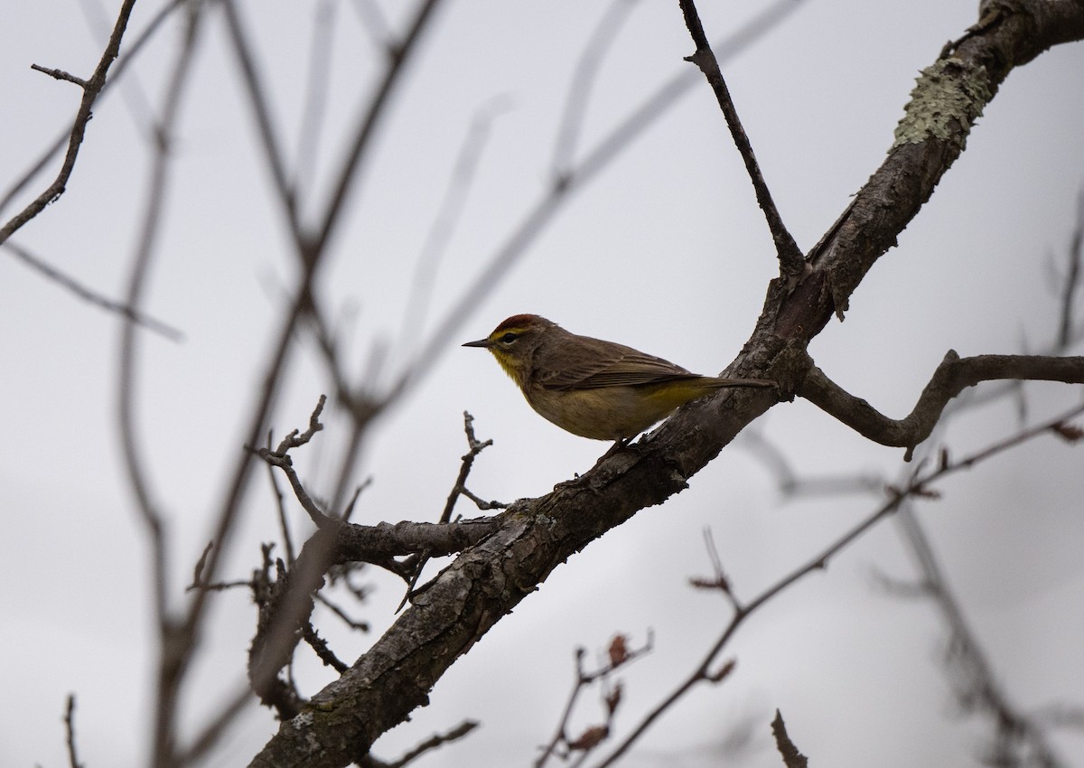 Paruline à couronne rousse (palmarum) - ML618087681