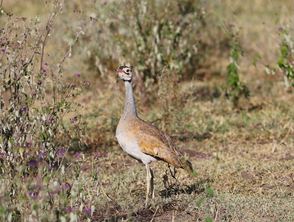 White-bellied Bustard - Rohan van Twest