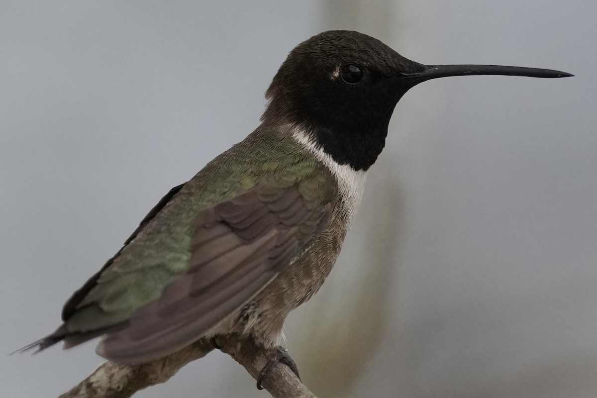 Black-chinned Hummingbird - Donald Estep