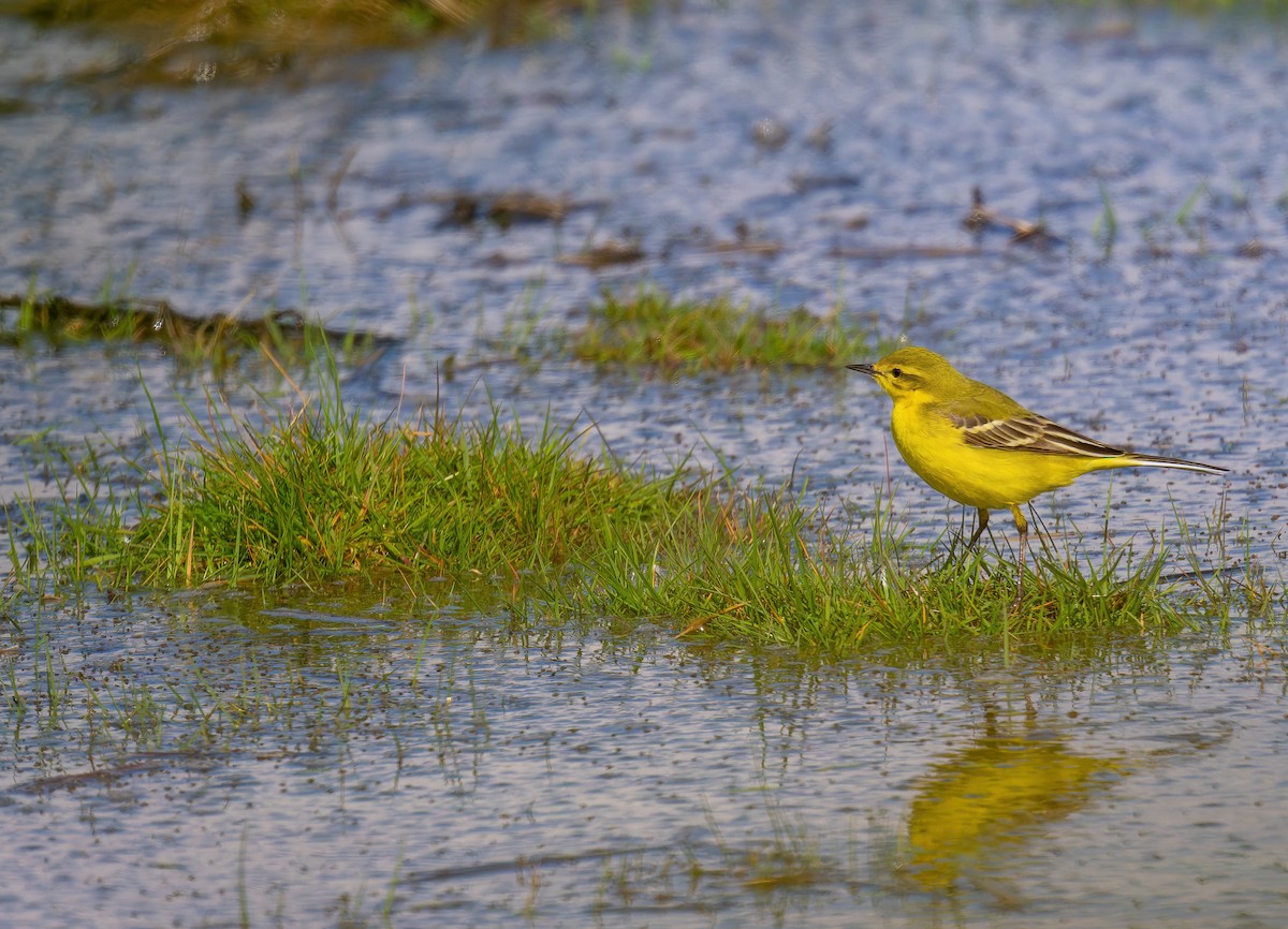 Western Yellow Wagtail - Tracey Jolliffe