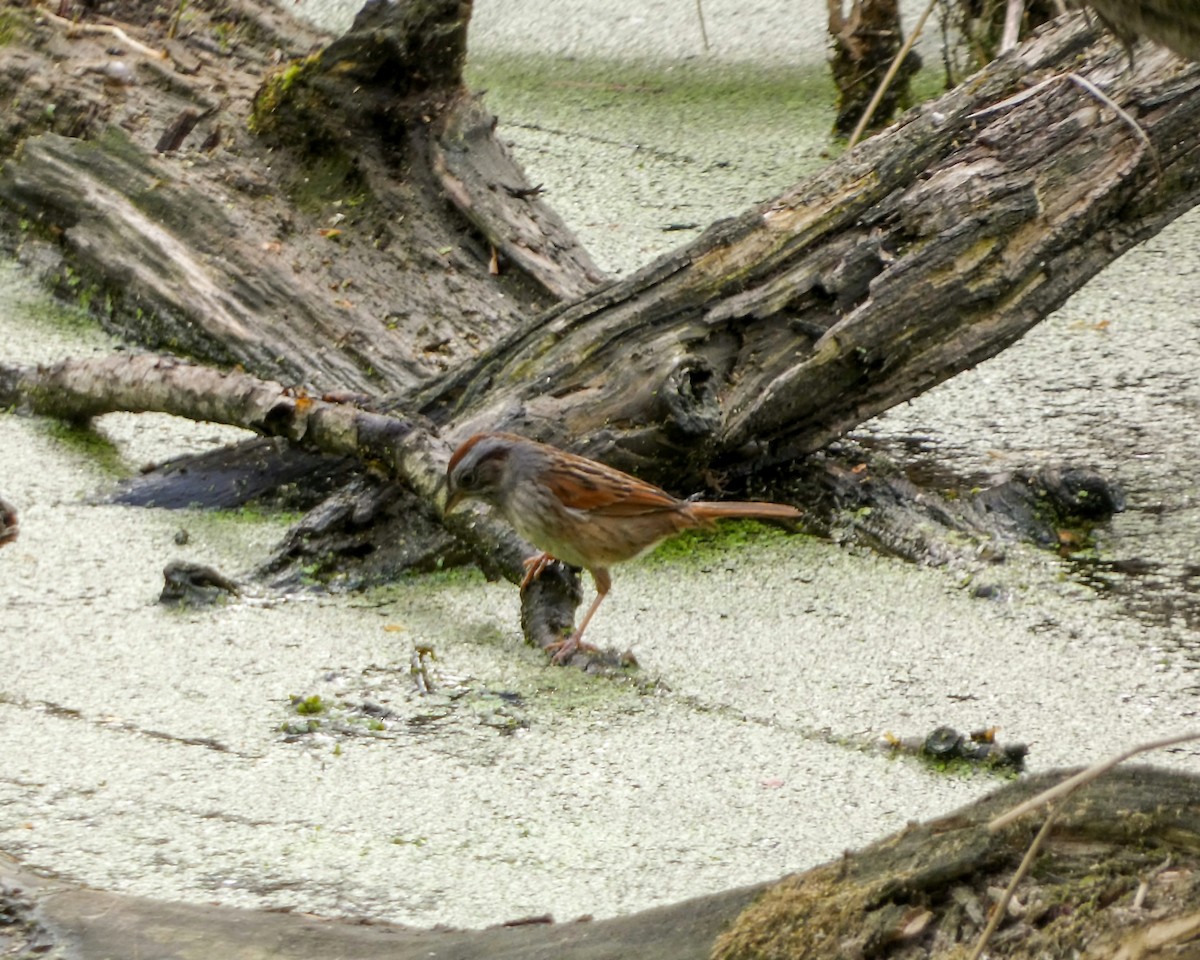 Swamp Sparrow - Kathy L. Mock