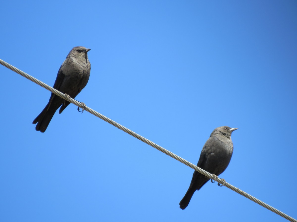 Brewer's Blackbird - Jo-Ann Moore